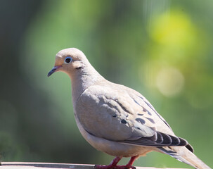Obraz premium Mourning Dove on railing