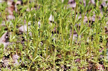 vegetable, wheat, summer, sprout, land, young, grow, crop, dirt, organic, food, growing