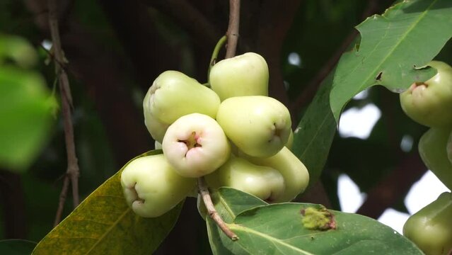 Syzygium aqueum (watery rose apple, water apple, bell fruit, jambu air) fruits on the tree. The fruit has a very mild and slightly sweet taste similar to apples, and a crisp watery texture.