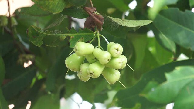 Syzygium aqueum (watery rose apple, water apple, bell fruit, jambu air) fruits on the tree. The fruit has a very mild and slightly sweet taste similar to apples, and a crisp watery texture.