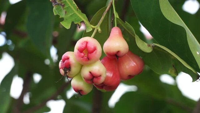 Syzygium aqueum (watery rose apple, water apple, bell fruit, jambu air) fruits on the tree. The fruit has a very mild and slightly sweet taste similar to apples, and a crisp watery texture.