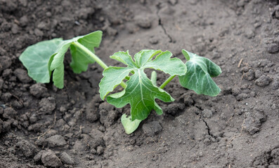 Dying watermelon seedling in the ground.