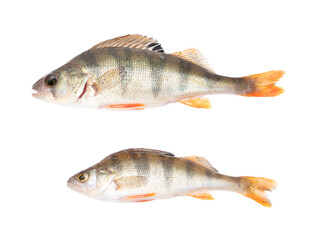 Perch fish isolated on a white background.