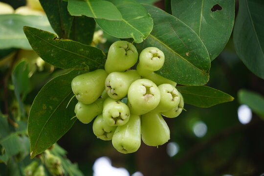 Syzygium aqueum (watery rose apple, water apple, bell fruit, jambu air) fruits on the tree. The fruit has a very mild and slightly sweet taste similar to apples, and a crisp watery texture.
