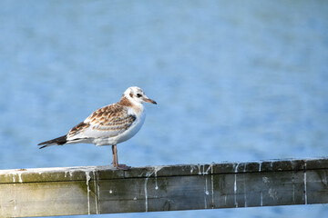 Juvenile Black-headed Gull (Chroicocephalus ridibundus) Perched on a Fence against a Blue Background
