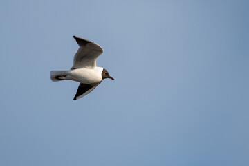 Adult black-headed Gull (Chroicocephalus ridibundus) Soaring High in the Sky on a Clear Sunny Day in Finland