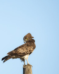 Short-toed snake eagle or Circaetus gallicus sitting position in Dadia forest Evros Greece, isolated, blue sky background