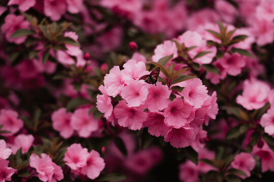 an image of bright pink flowers on a bush