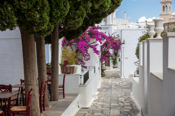 Tinos island Greece. Cycladic architecture at Pyrgos village. Paved alley, pink bougainvillea