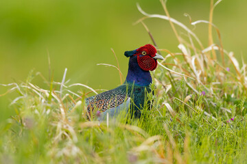 天敵を警戒するキジの雄