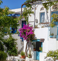 Tinos island Greece. Cycladic architecture at Volax village. Paved alley, pink bougainvillea