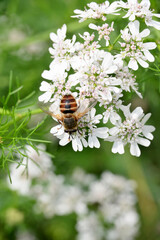 closeup the brown black honey bee hold on coriander flower with plants and leaves in the farm soft focus natural green brown background.