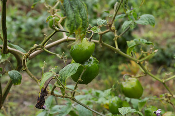 Photograph of the rocoto plant with green rocoto fruits. Concept of plants, food and nature.