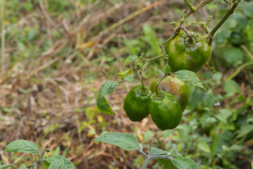 Photograph of the rocoto plant with green rocoto fruits. Concept of plants, food and nature.