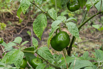 Photograph of the rocoto plant with green rocoto fruits. Concept of plants, food and nature.