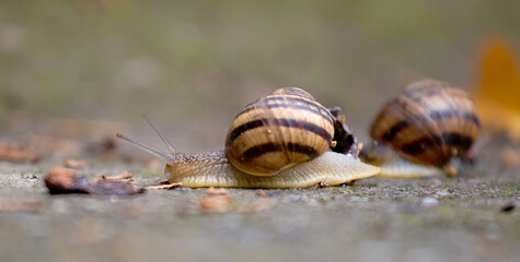A snail crawls on a gray stone close-up.
