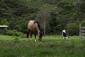 Photograph of horse and cows in a green field. Concept of animal life, farms and nature.