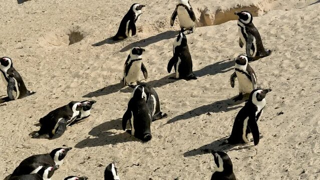 Pinguine am Boulders Beach in Simon&rsquo;s Town S&uuml;dafrika