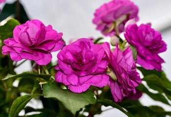 Closeup of Impatiens 'Rockapulco Purple' flowers growing outdoor