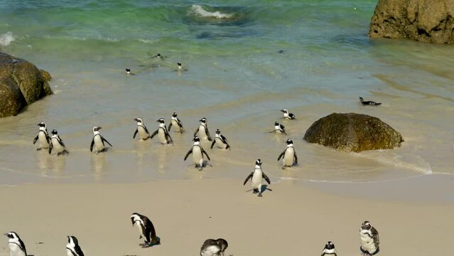 Pinguine am Boulders Beach in Simon’s Town Südafrika