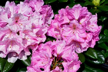 Closeup of 'Scintillation' Rhododendron on a sunny day