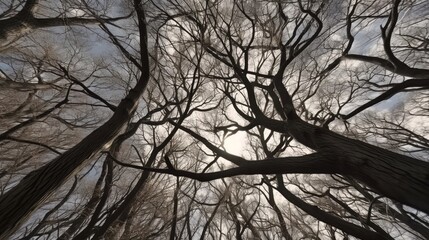 Low Angle View Of Silhouette Bare Trees In Forest. Generative ai