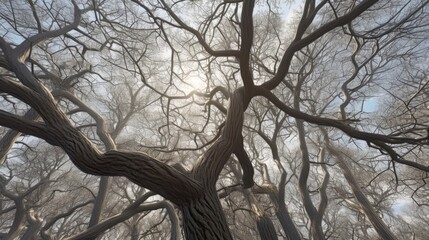 Low Angle View Of Silhouette Bare Trees In Forest. Generative ai