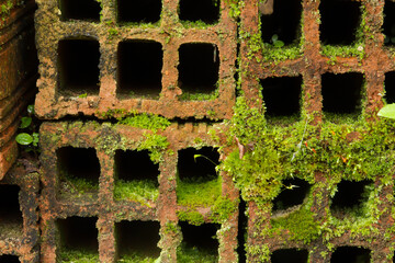 Plant of Darlingtonia californica