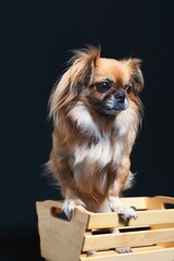 Closeup of a Tibetan spaniel in a wooden basket on the dark background