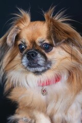 Closeup of a Tibetan spaniel in a wooden basket on the dark background