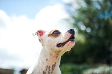 A staffordshire bull terrier jumps up for a ball obediently waiting until its thrown UK