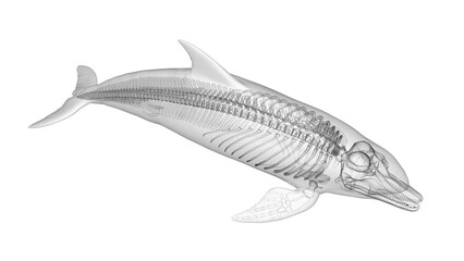 3d illustration of a dolphin's skeletal system