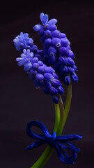 Beautiful background with spring flowers, blue mascari  mascari botryoides  © ramona georgescu