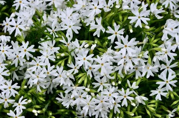 Fototapeta premium Closeup shot of the white creeping phlox flowers blooming in the garden on a sunny day