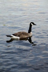 Canada Goose with it's reflection in the water