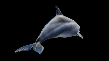 3d illustration of a dolphin