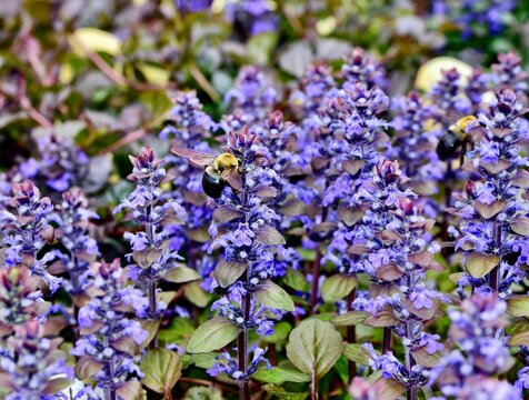 Bumblebee gathering nectar from the ajuga flowering plants (Bronze Beauty) in the garden