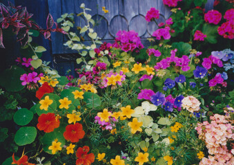 Flowers in the garden at Cannon Beach A0002