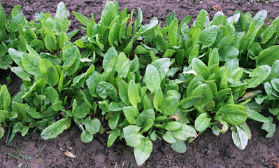 In the open ground in the garden grows sorrel.
