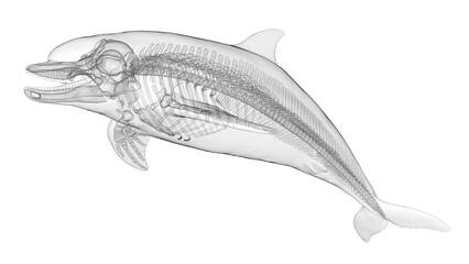 3d illustration of a dolphin's skeletal system