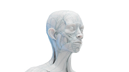 3d illustration of a female's head and torso