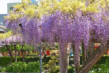 藤棚に咲く藤の花