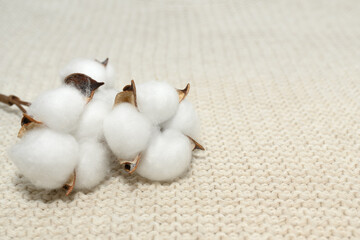 A branch of white cotton on a white jersey. Close-up.