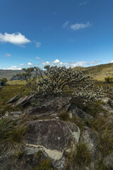Fototapeta premium tree in Serra do Cipó in the city of Santana do Riacho, State of Minas Gerais, Brazil