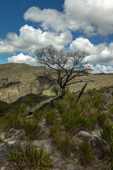 Obraz premium tree in Serra do Cipó in the city of Santana do Riacho, State of Minas Gerais, Brazil