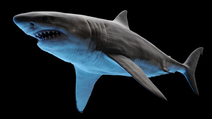 3d illustration of a great white shark