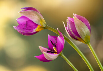 Naklejka premium Wiosenne kwiaty - Tulipany botaniczne