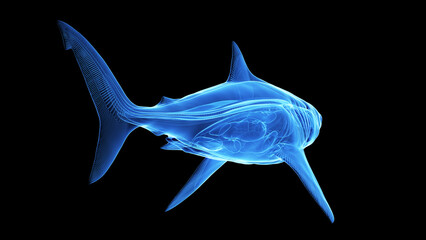 3d illustration of a great white shark's internal organs