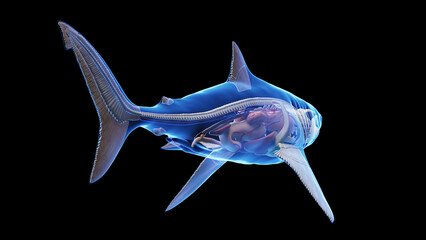 3d illustration of a great white shark's internal organs