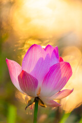 lotus flower in the sun